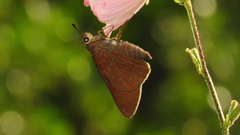 Asbolis capucinus
