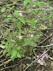 Zanthoxylum americanum