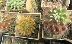 Thelocactus tulensis
