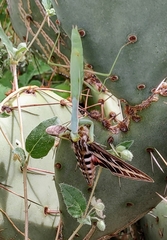 Schizomantodea