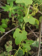 Cyclanthera