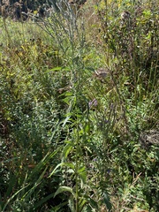 Verbena hastata
