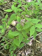 Zanthoxylum americanum