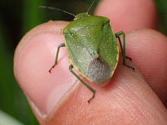 Nezarini