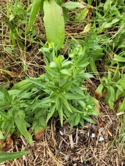 Solidago sempervirens
