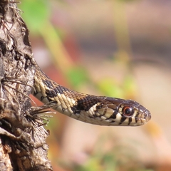 Thamnophis marcianus