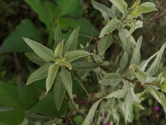 Varronia curassavica