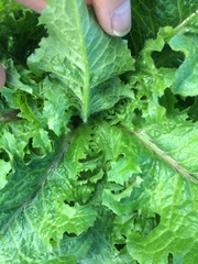 Lactuca virosa