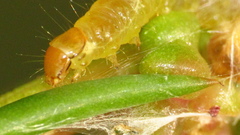 Hymeniini