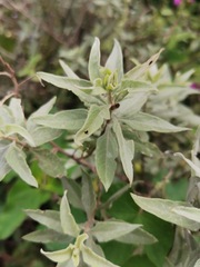 Varronia curassavica