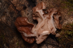 Gyromitra