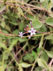 Plumbago pulchella