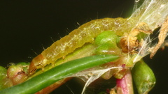 Hymeniini