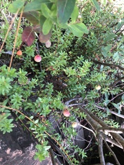 Vaccinium macrocarpon