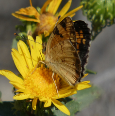 Phyciodes tharos orantain