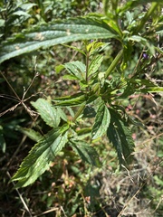 Verbena hastata