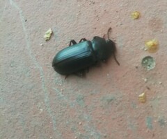 Tenebrio molitor