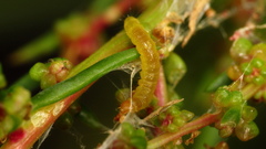 Hymeniini