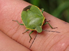Nezarini