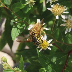 Spilomyia longicornis