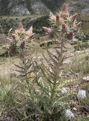 Carduus carlinoides