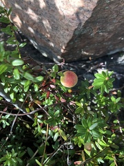 Vaccinium macrocarpon