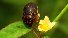 Orsilochides guttata