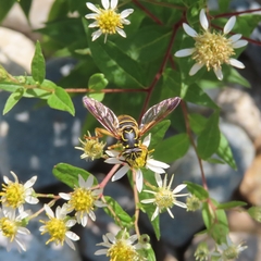 Spilomyia longicornis