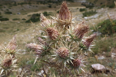 Carduus carlinoides