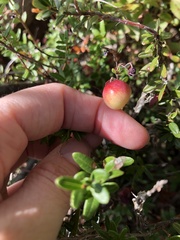 Vaccinium macrocarpon