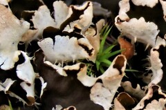 Peltigera rufescens