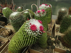 Mammillaria polythele