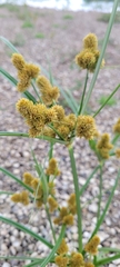 Cyperus glomeratus