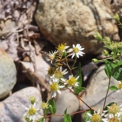 Spilomyia longicornis