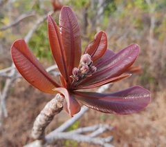 Kielmeyera coriacea