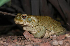 Incilius alvarius