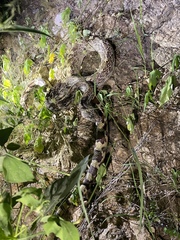 Pituophis catenifer affinis