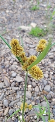 Cyperus glomeratus