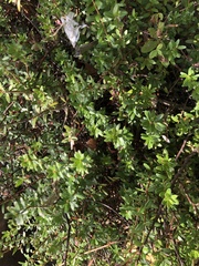 Vaccinium macrocarpon