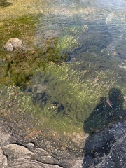 Utricularia neottioides