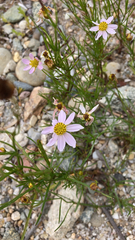Coreopsis rosea