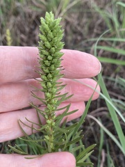 Liatris