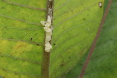Asclepias syriaca