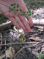 Allium tricoccum