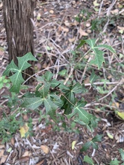 Berberis trifoliolata