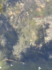 Utricularia neottioides