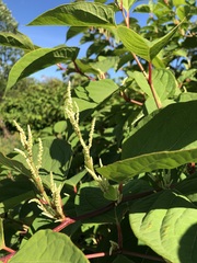 Amaranthus spinosus