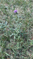 Cirsium