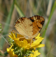 Phyciodes tharos orantain