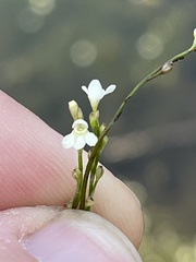 Utricularia neottioides